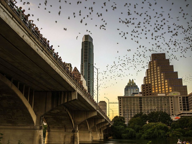 Austin downtown skyline bats-Congress-Bridge_174342